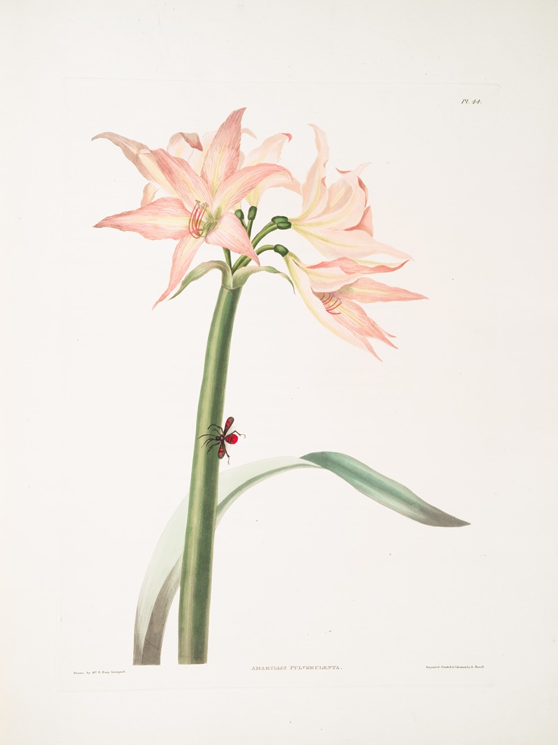 Priscilla Susan Bury - Amaryllis pulverulenta, Hippeastrum pulverulentum, Amaryllis acuminata