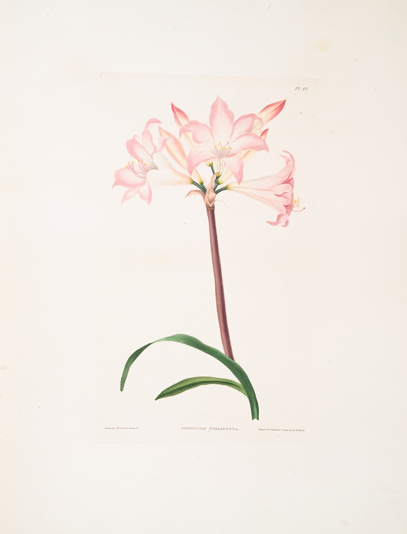 Priscilla Susan Bury - Amaryllis belladonna