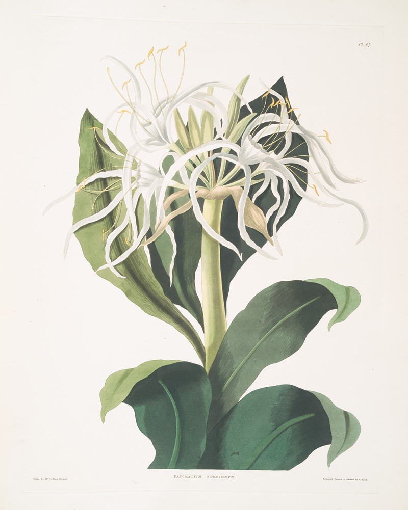 Priscilla Susan Bury - Pancratium specidsum