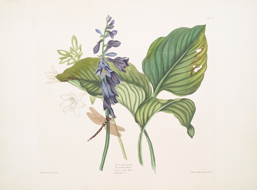 Priscilla Susan Bury - HemerecallisCarulea, Hemerecallis Japonica,Libellulac Anquis Harris, English dragon fly
