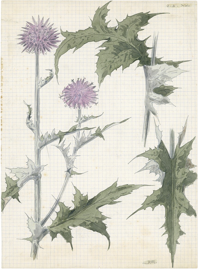 Alfred Ost - Distel, 2de soort