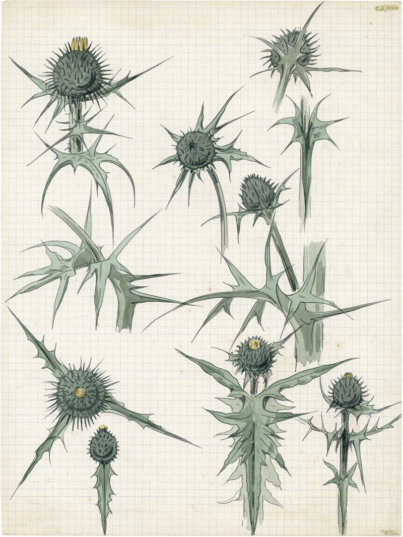 Alfred Ost - Distel, 2de soort