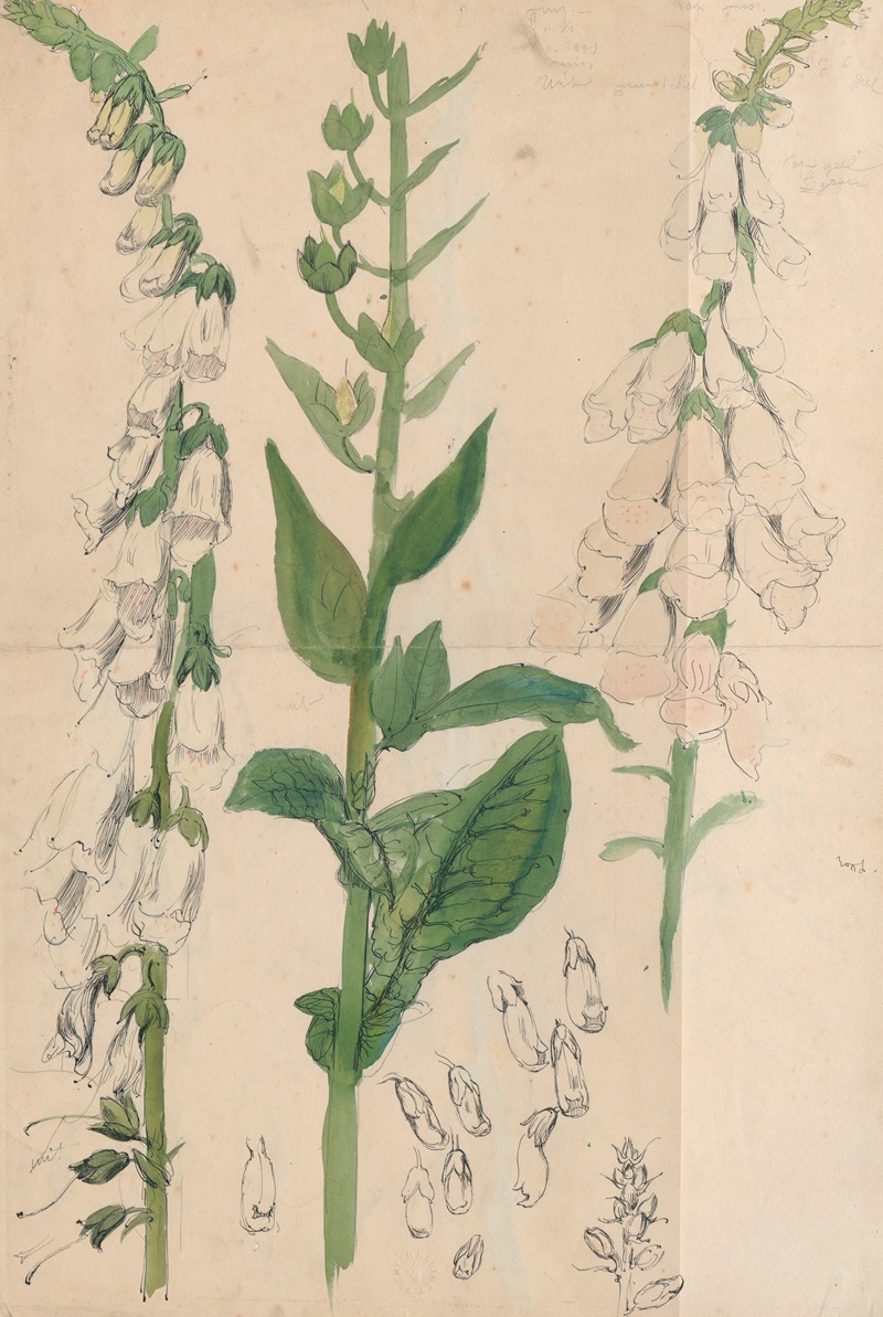 Alfred Ost - Vingerhoedskruid (witte)