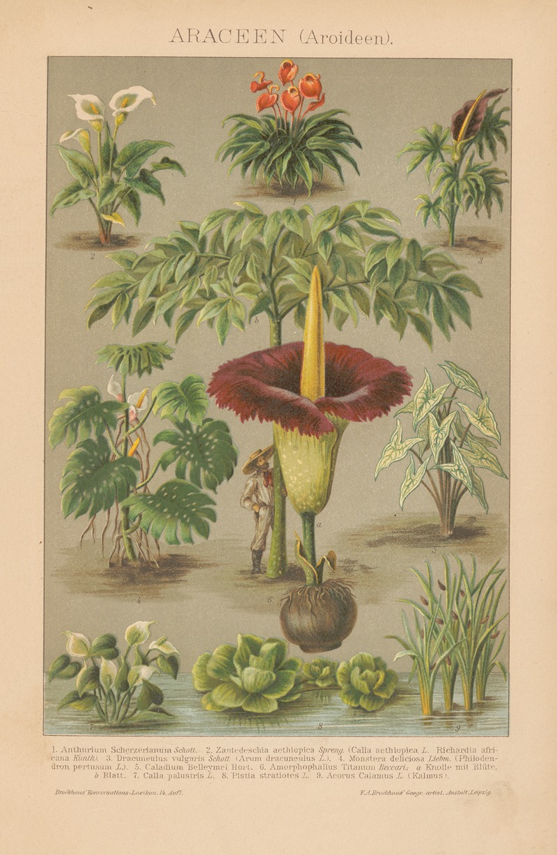 F.A. Brockhaus - Araceen