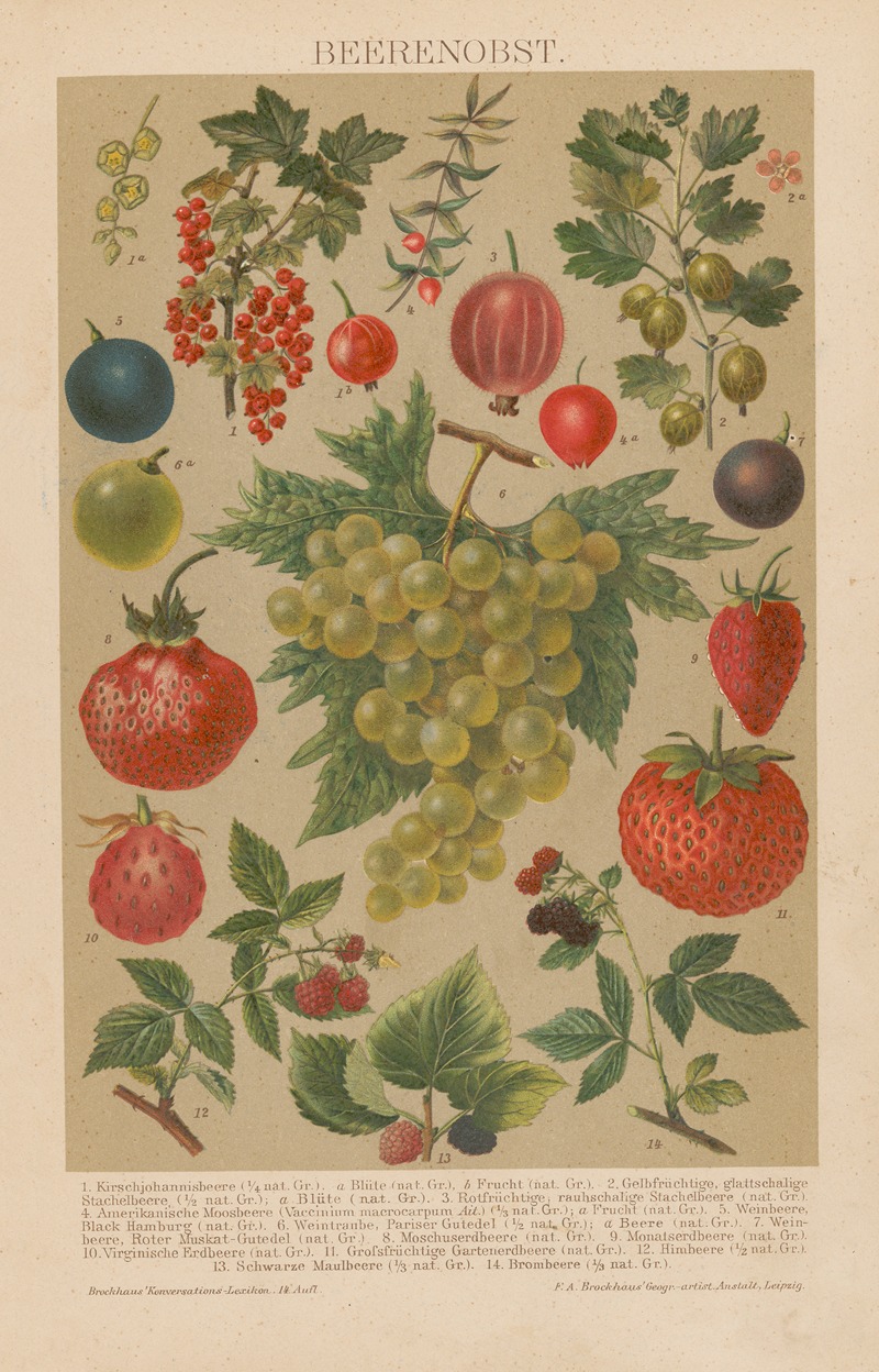 F.A. Brockhaus - Beerenobst
