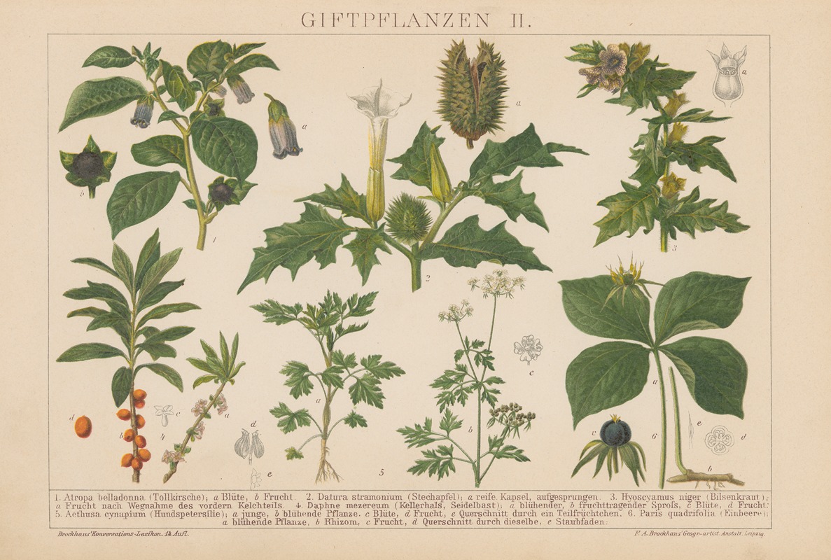 F.A. Brockhaus - Giftpflanzen.