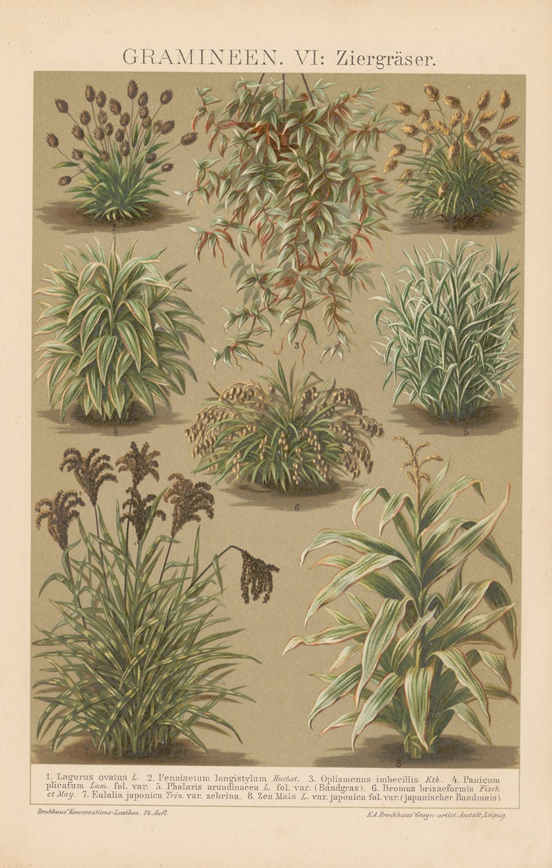 F.A. Brockhaus - Gramineen