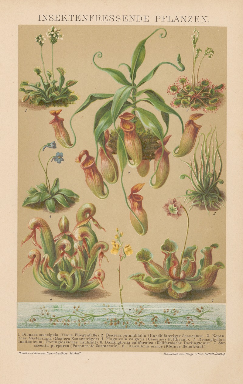 F.A. Brockhaus - Insektenfressende Pflanzen