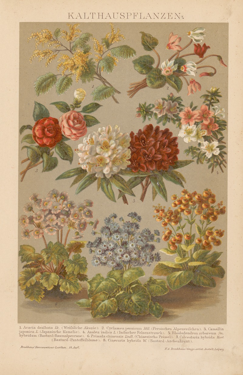 F.A. Brockhaus - Kalthauspflanzen