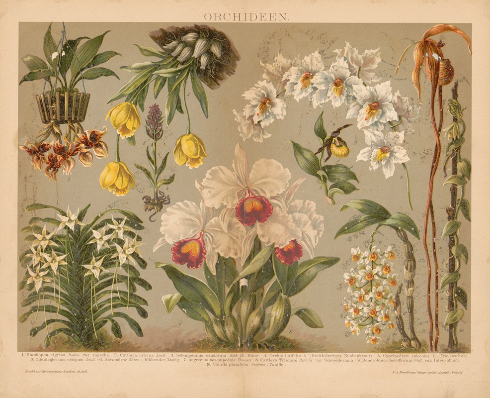 F.A. Brockhaus - Orchideen