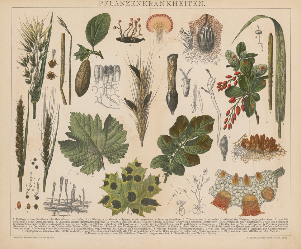 F.A. Brockhaus - Pflanzenkrankheiten