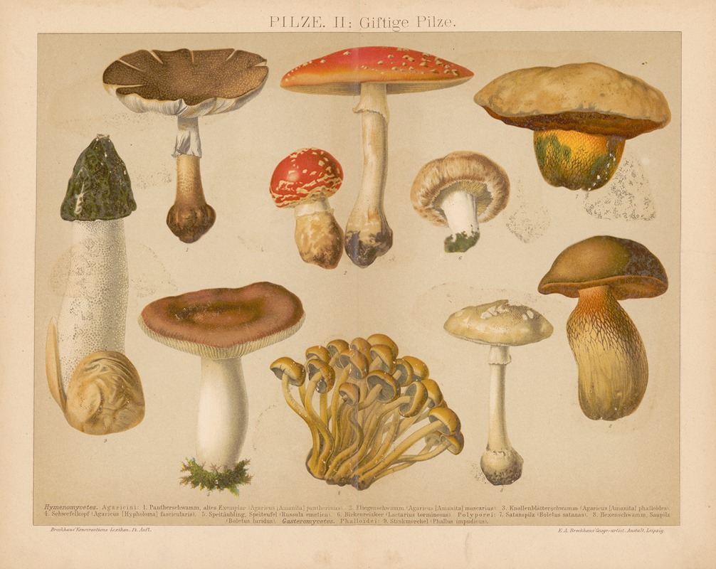 F.A. Brockhaus - Pilze
