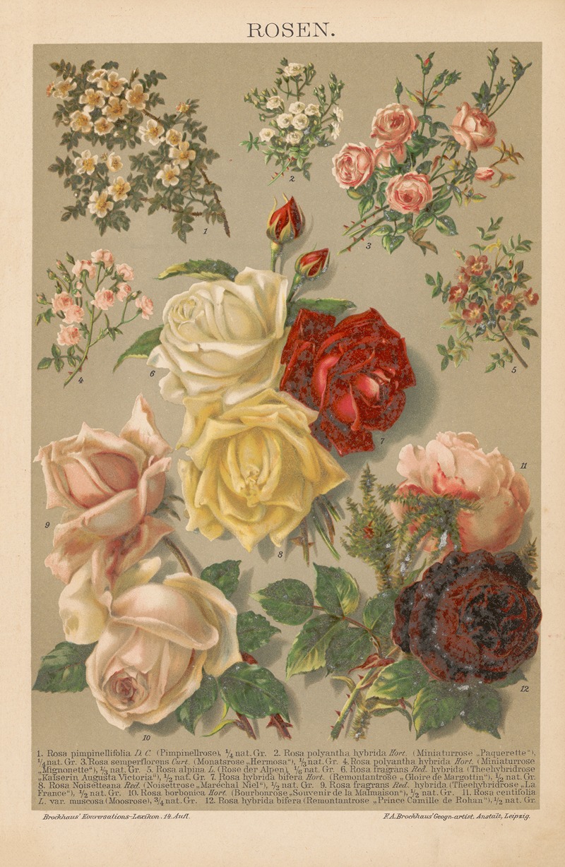 F.A. Brockhaus - Rosen