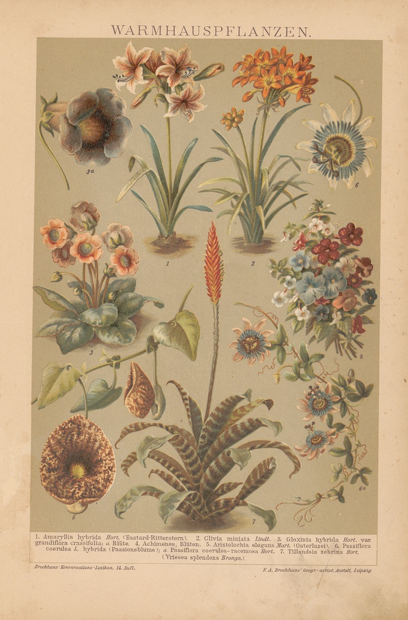 F.A. Brockhaus - Warmhauspflanzen
