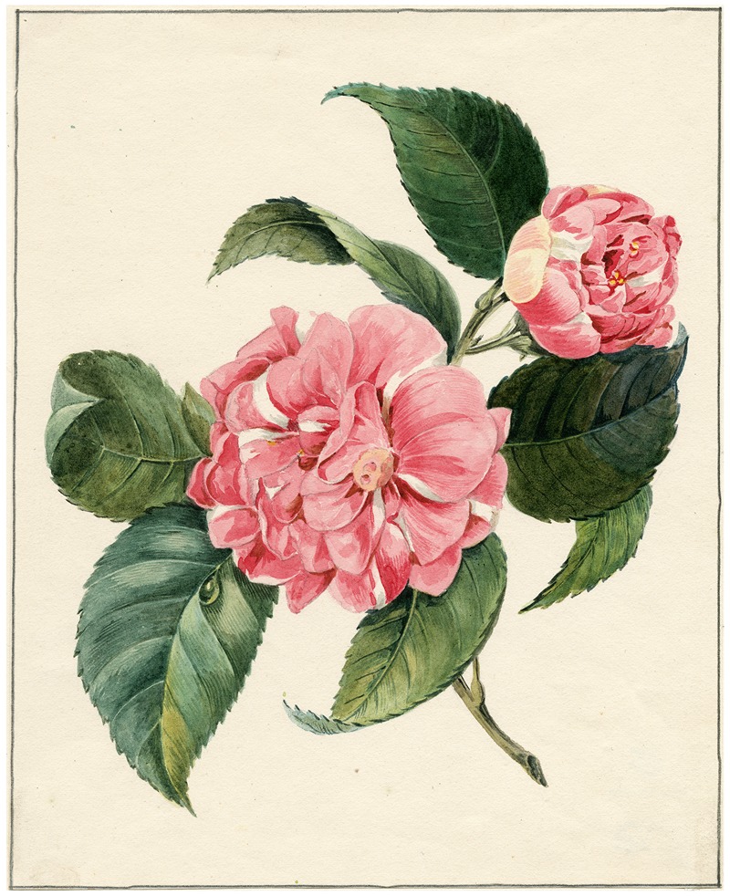 Albertus Jonas Brandt - Peony