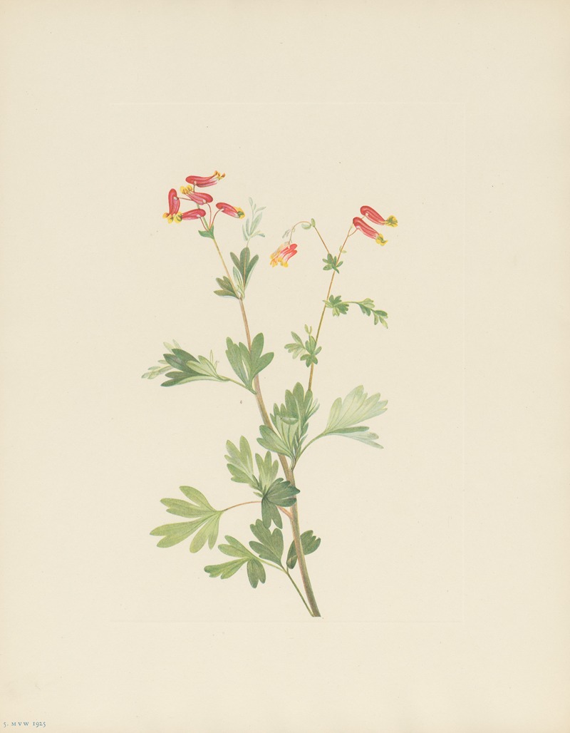 Mary Vaux Walcott - Pink Fumeroot (Capnoides sempervirens)