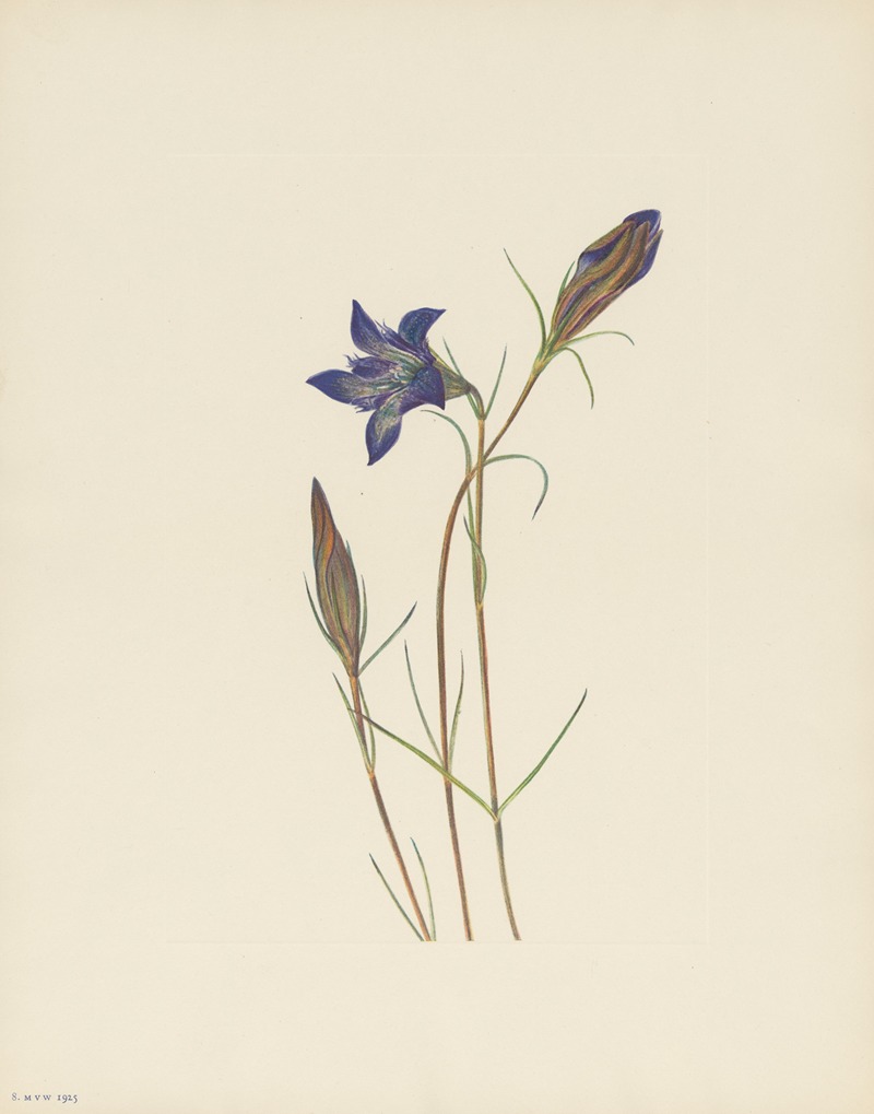 Mary Vaux Walcott - Pinebarren Gentian (Gentiana porphyrio)