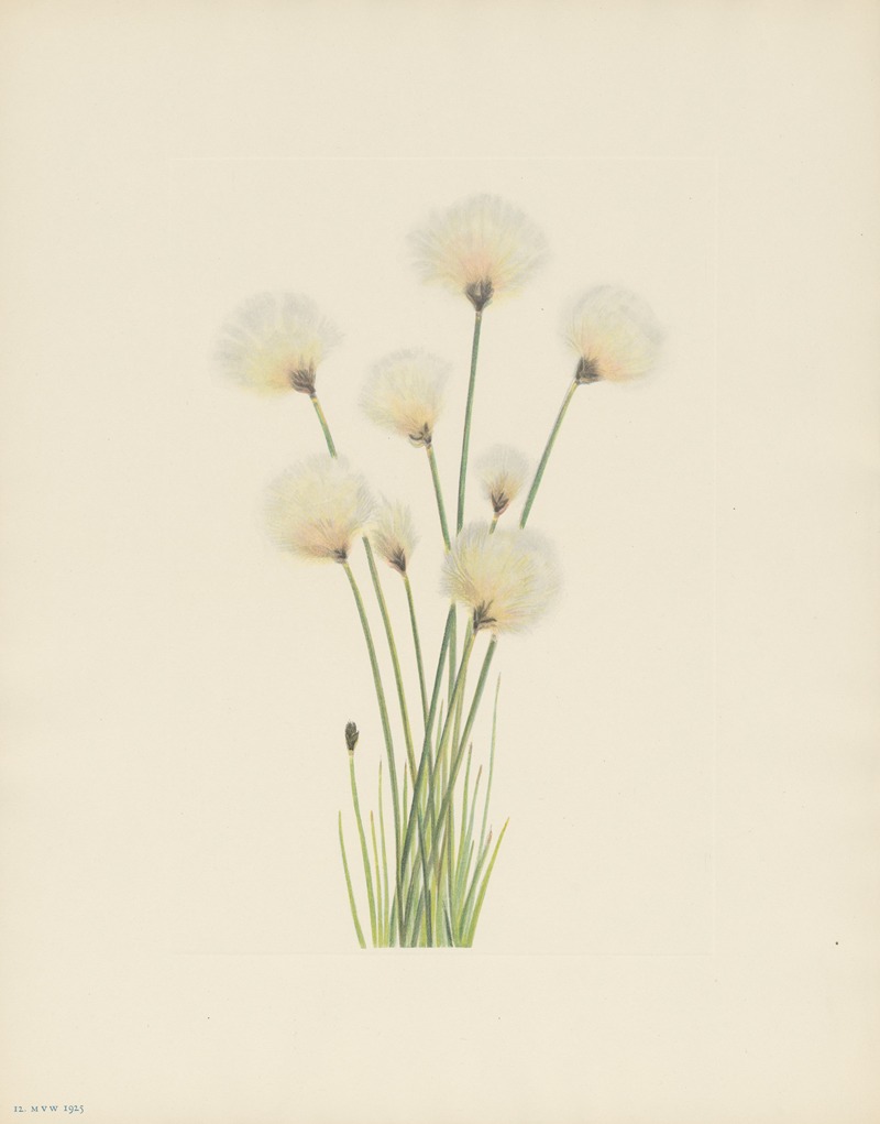 Mary Vaux Walcott - Cottongrass (Eriophorum chamissonis)
