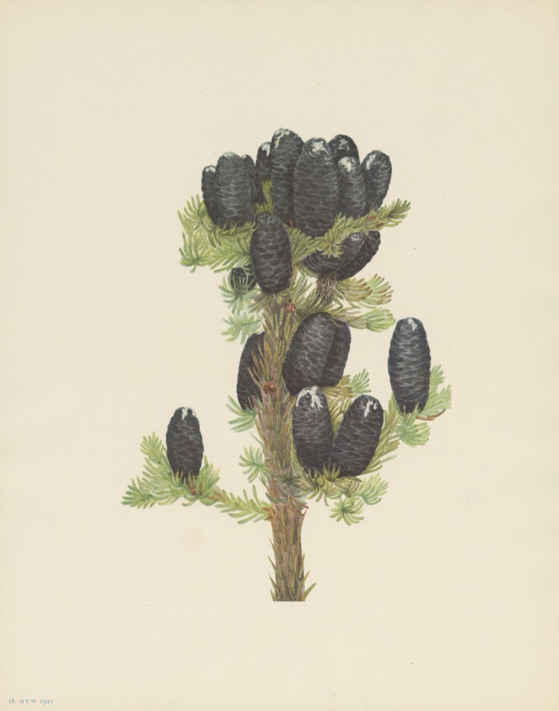 Mary Vaux Walcott - Alpine Fir (Abies lasiocarpa)