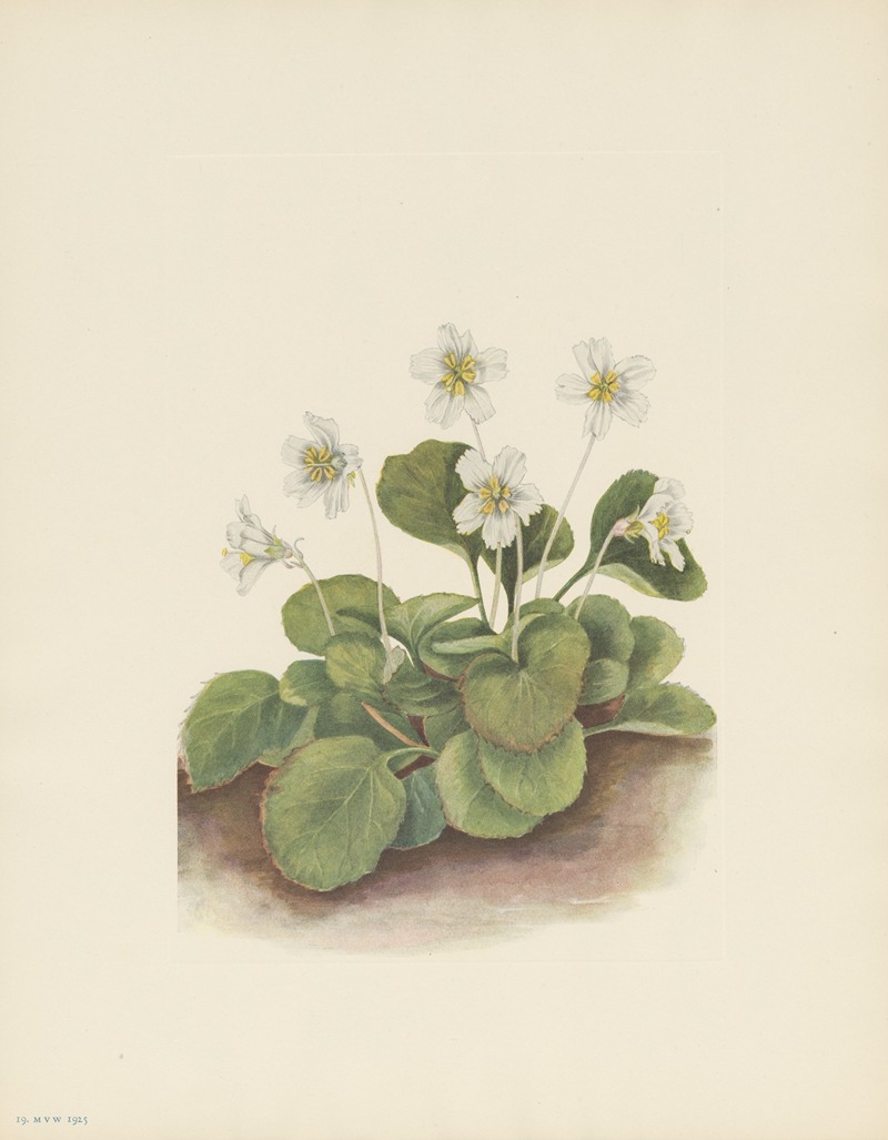 Mary Vaux Walcott - Oconee-bells (Shortia galacifolia)
