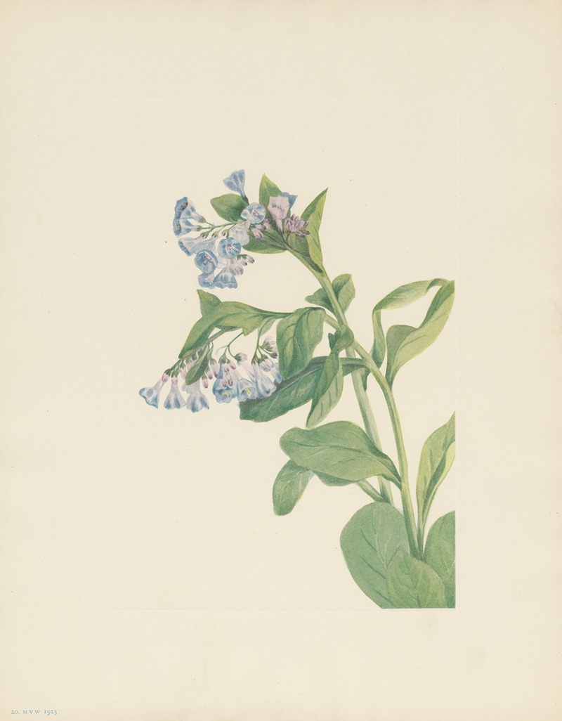 Mary Vaux Walcott - Virginia Bluebells (Mertensia virginica)