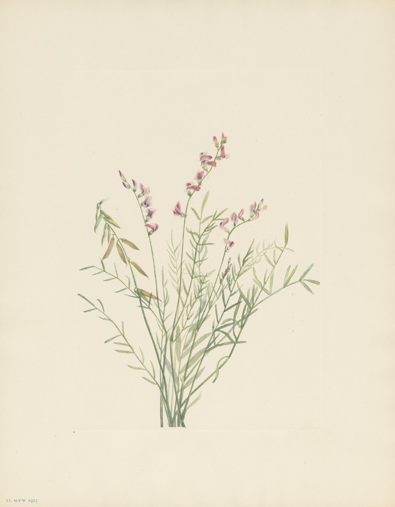 Mary Vaux Walcott - Burgess Milkvetch (Astragalus bourgovii)