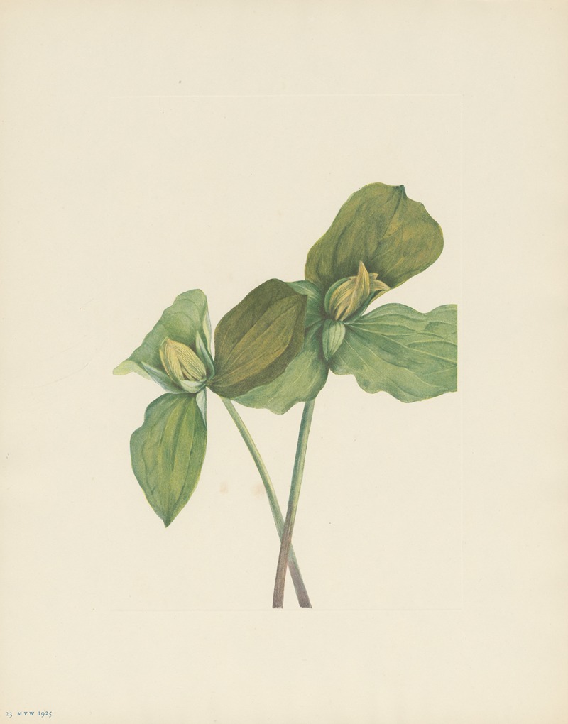 Mary Vaux Walcott - Toad Trillium (Trillium sessile)