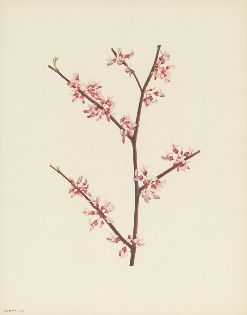 Mary Vaux Walcott - Redbud (Cercis canadensis)