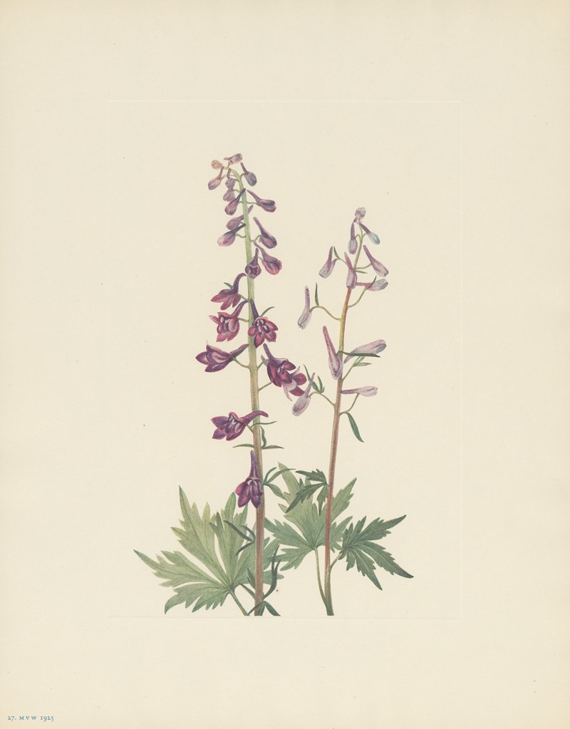 Mary Vaux Walcott - Tall Larkspur (Delphinium elongatum)