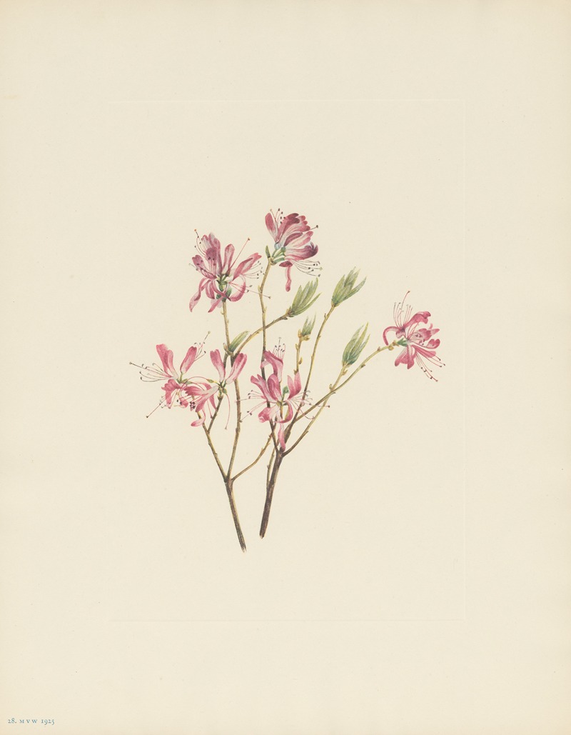 Mary Vaux Walcott - Rhodora (Rhodora canadensis)