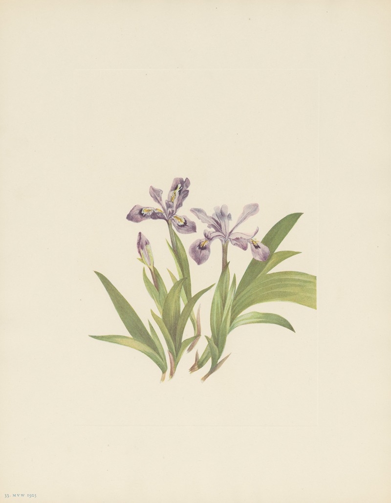 Mary Vaux Walcott - Crested Iris (Iris cristata)