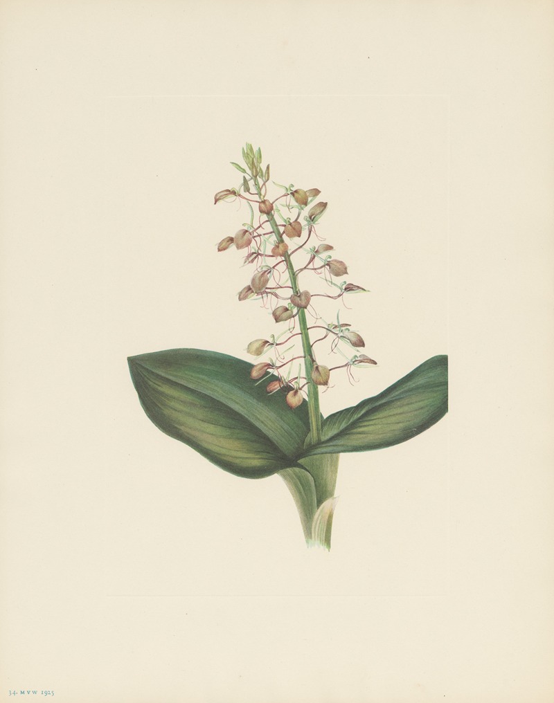 Mary Vaux Walcott - Lily Twayblade (Liparis liliifolia)