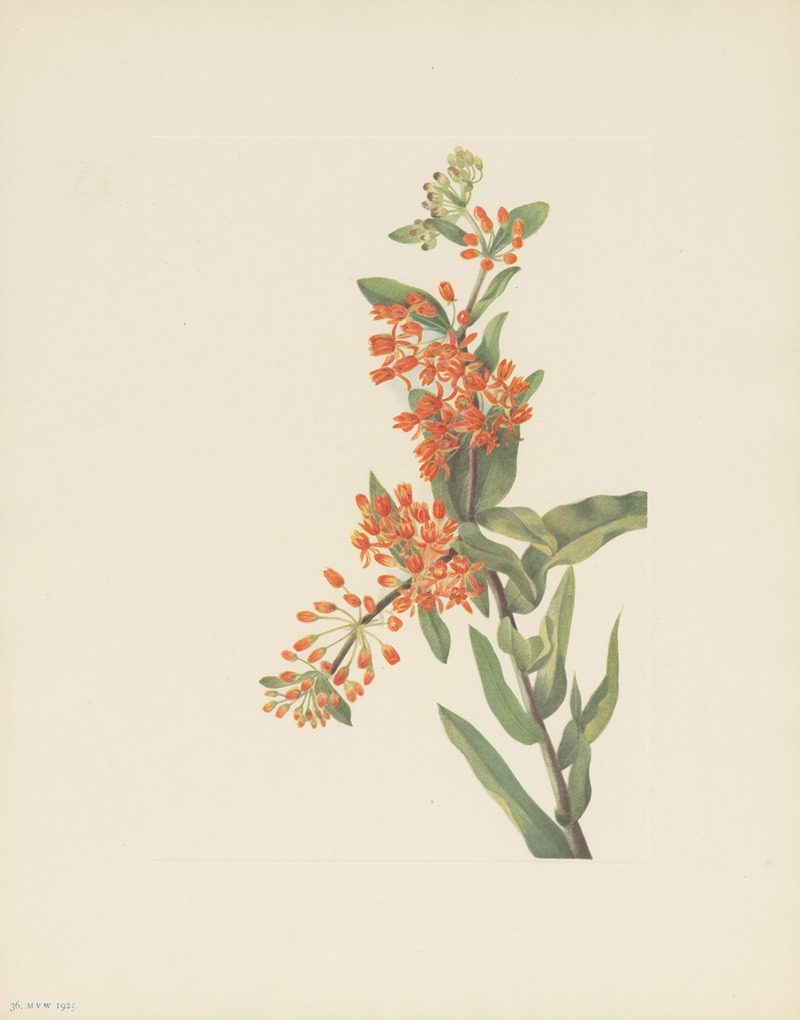 Mary Vaux Walcott - Butterflyweed (Asclepias tuberosa)