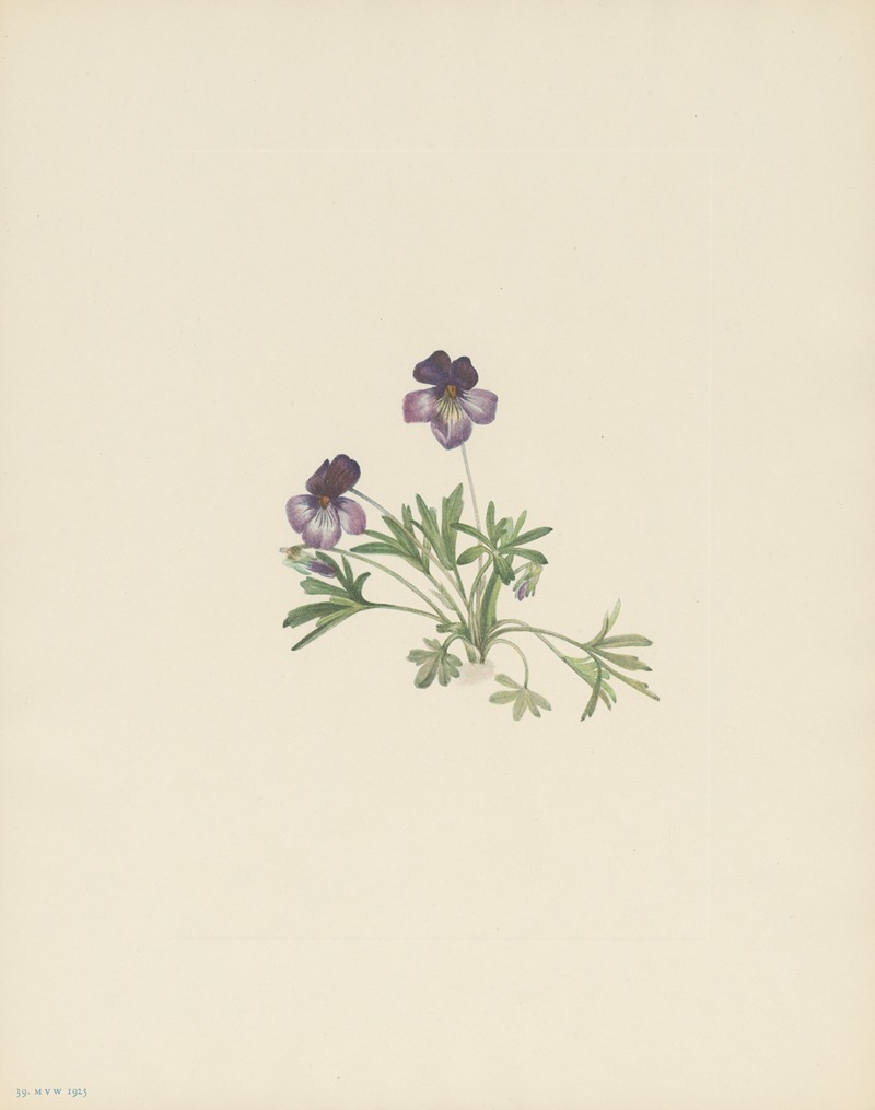 Mary Vaux Walcott - Birdsfoot Violet (Viola pedata)