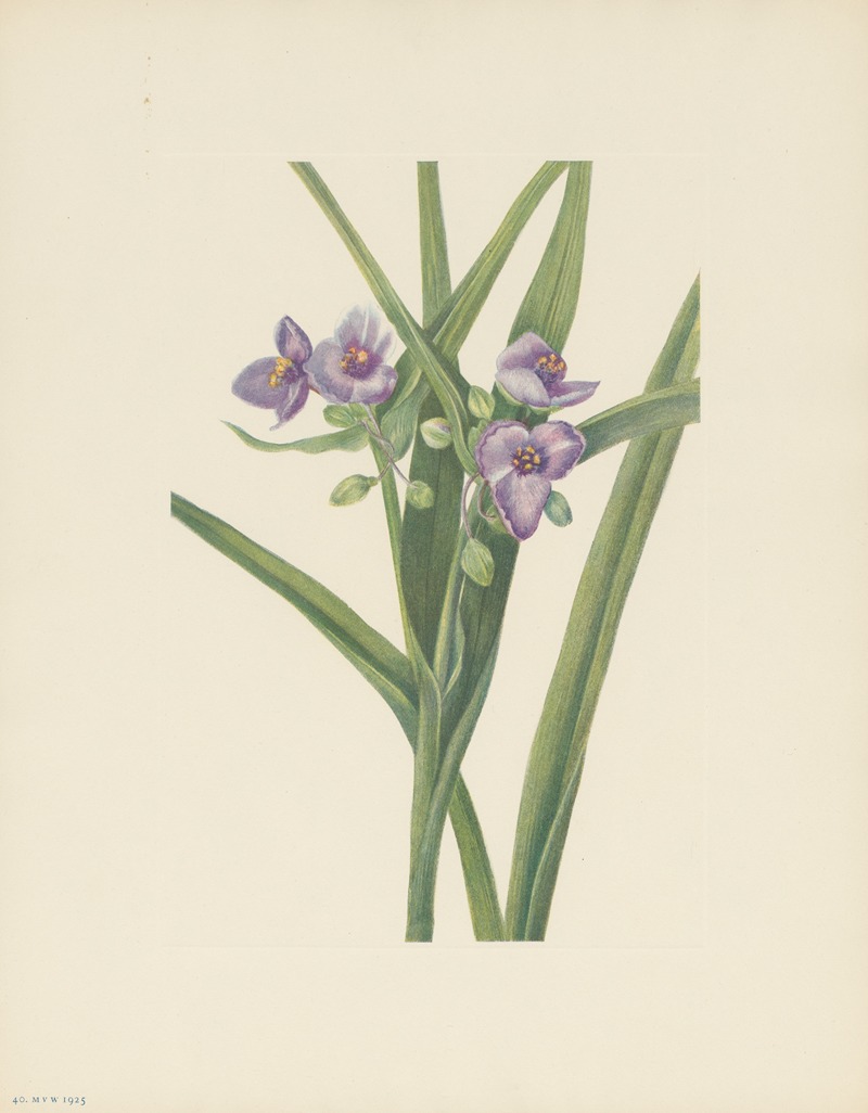 Mary Vaux Walcott - Virginia Spiderwort (Tradescantia virginiana)