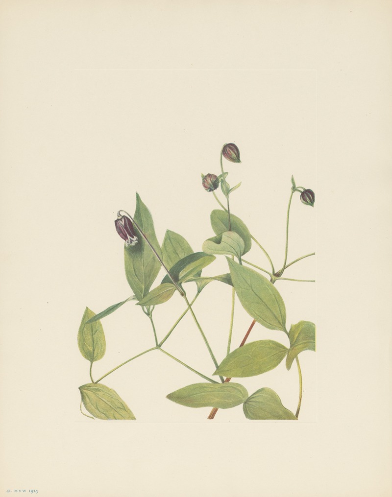 Mary Vaux Walcott - Leatherflower (Clematis viorna)