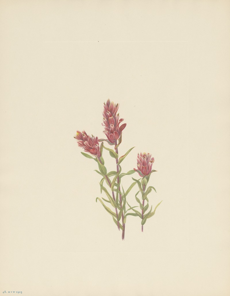 Mary Vaux Walcott - Rose Paintbrush (Castilleja pallida)