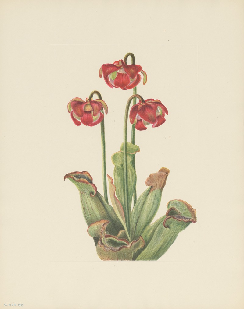 Mary Vaux Walcott - Pitcherplant (Sarracenia purpurea)