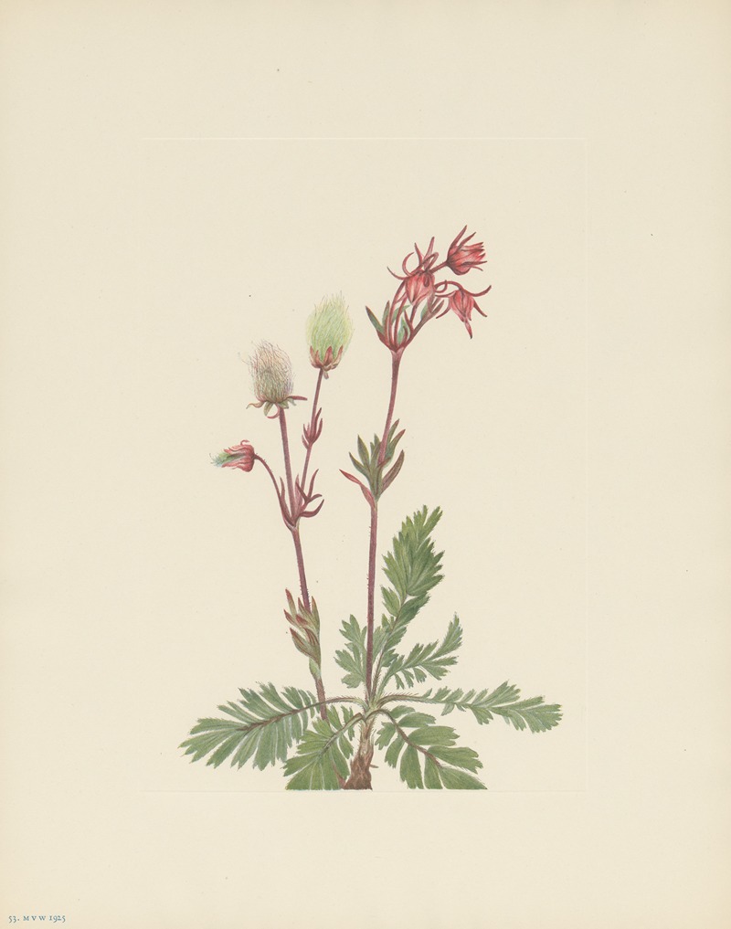 Mary Vaux Walcott - Prairie-smoke (Sieversia ciliata)