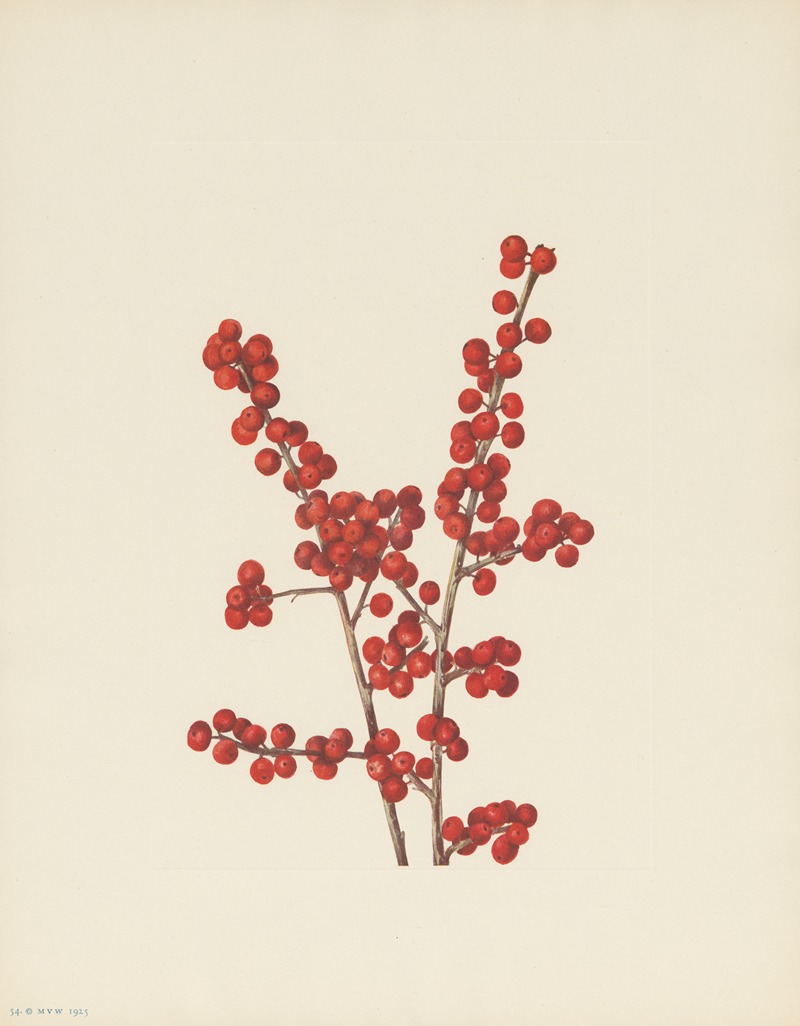 Mary Vaux Walcott - Winterberry (Ilex verticillata)