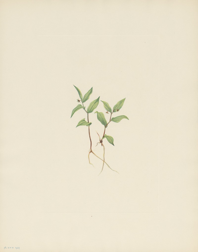 Mary Vaux Walcott - Kruhsea (flower) (Kruhsea streptopoides)