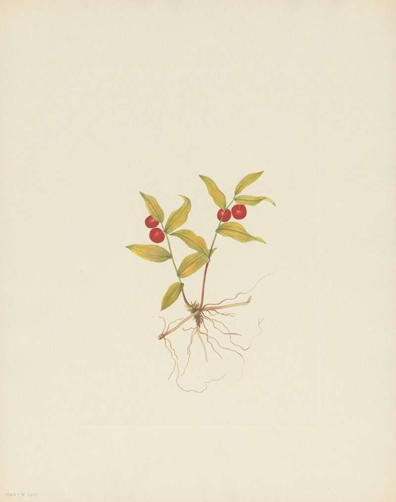 Mary Vaux Walcott - a Kruhsea (fruit) (Kruhsea streptopoides)