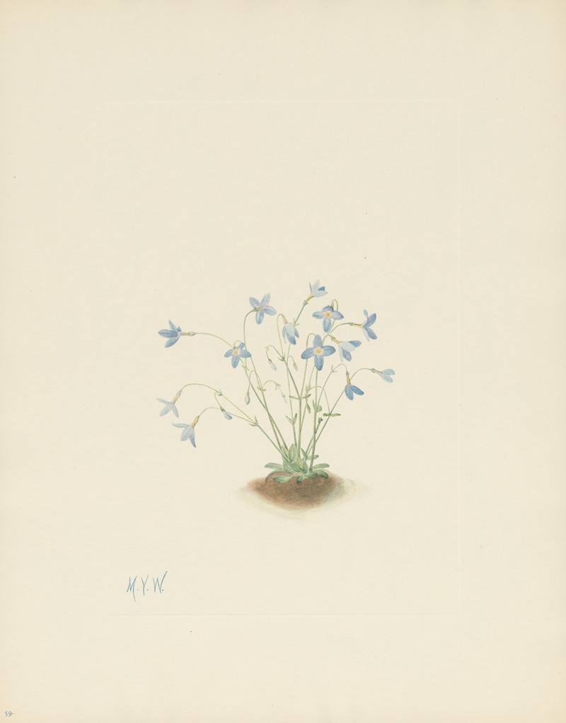 Mary Vaux Walcott - Quakerladies (Houstonia caerulea)