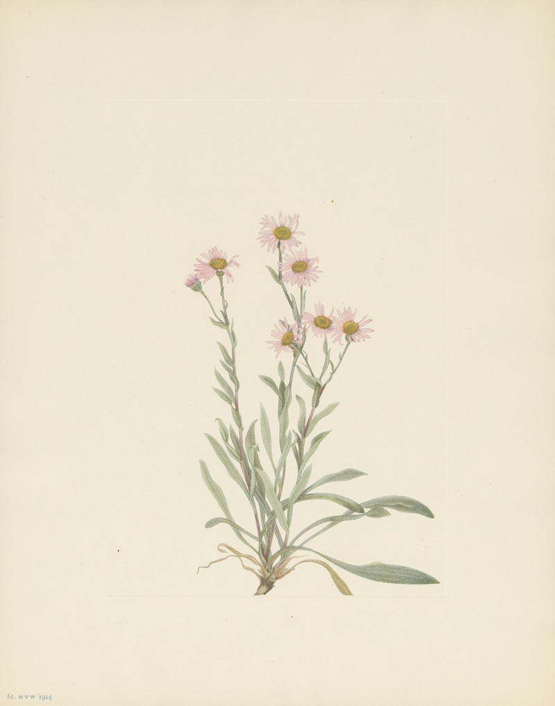 Mary Vaux Walcott - Pink Fleabane (Erigeron caespitosus)