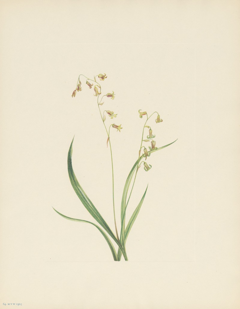 Mary Vaux Walcott - Bronzebells (Stenanthium occidentale)