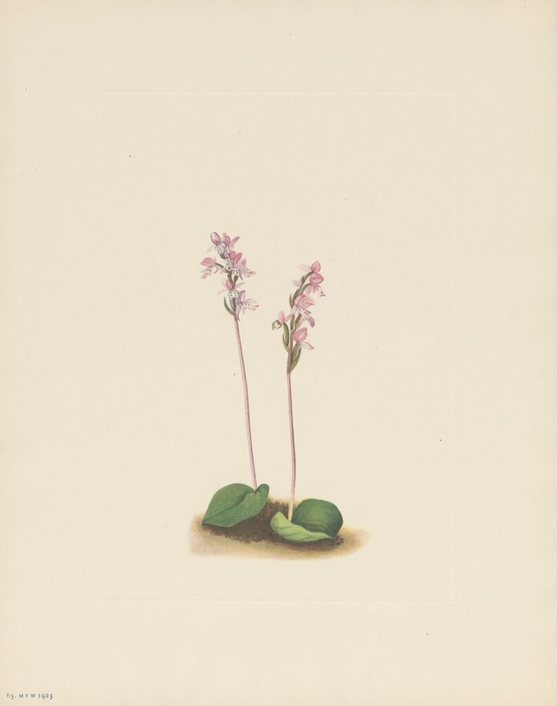 Mary Vaux Walcott - Roundleaf Orchis (Orchis rotundifolia)