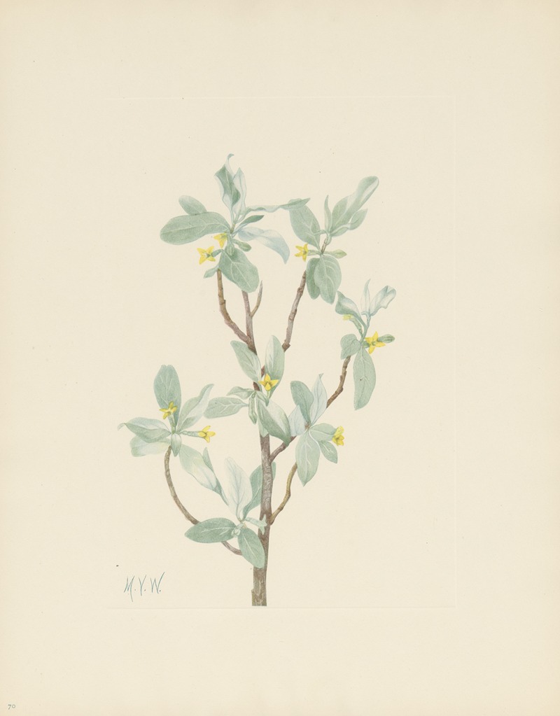 Mary Vaux Walcott - Silverberry (flower) (Elaeagnus commutata)