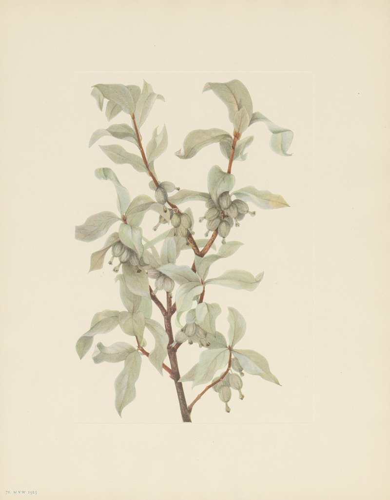 Mary Vaux Walcott - Silverberry (fruit) (Elaeagnus commutata)