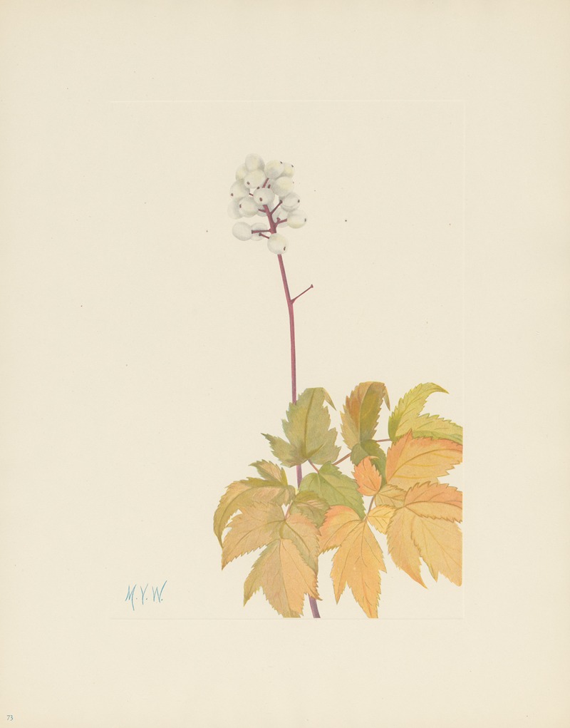 Mary Vaux Walcott - Ivory Baneberry (Actaea arguta)