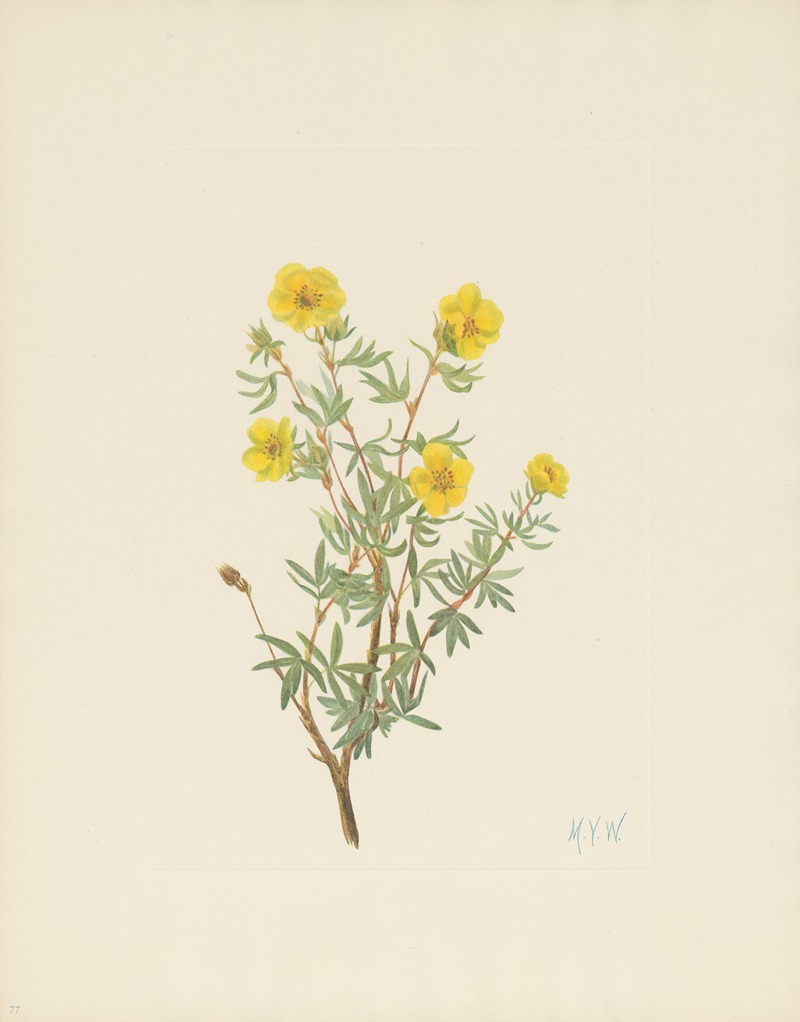 Mary Vaux Walcott - Bush Cinquefoil (Potentilla fruticosa)